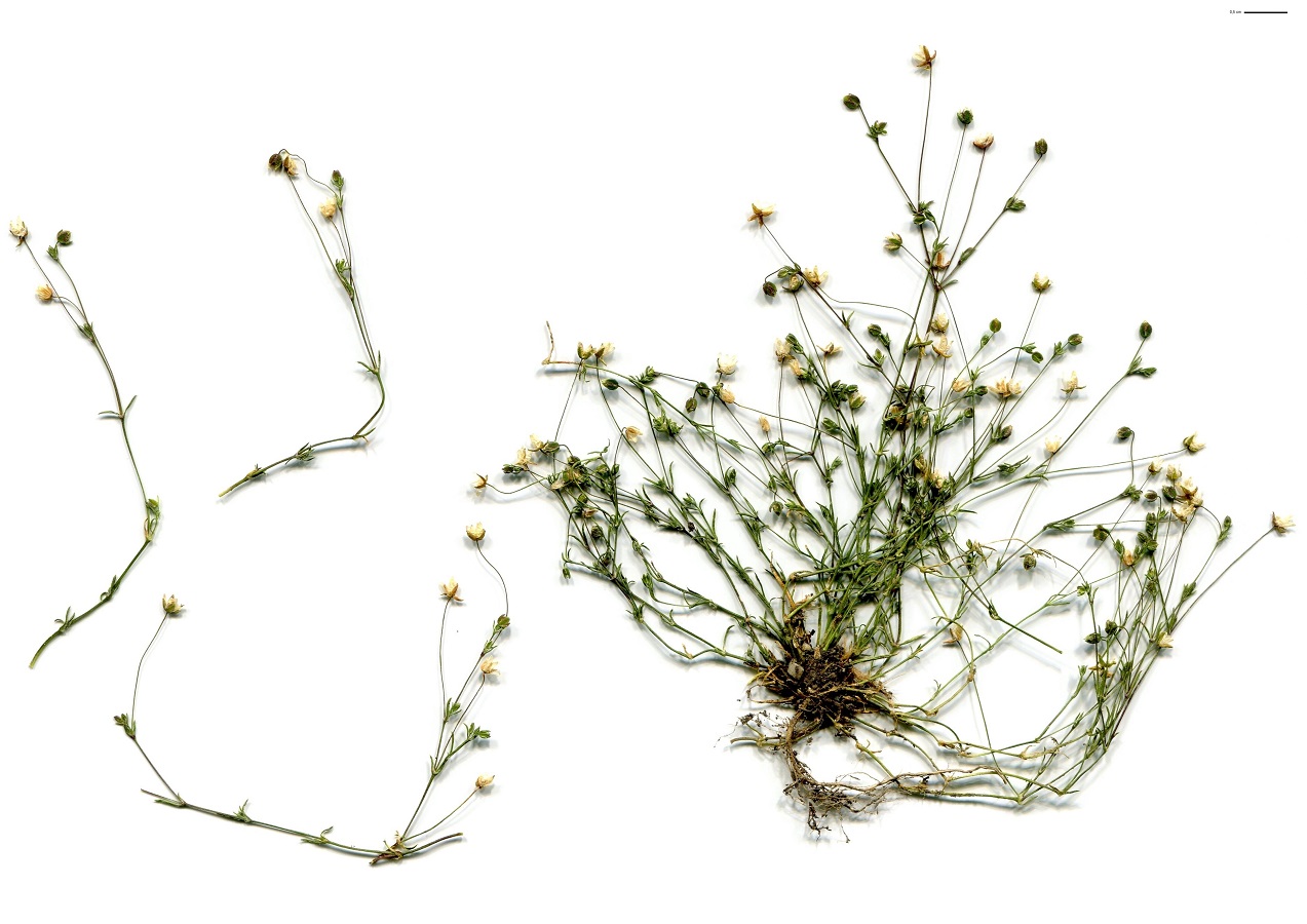 Sagina apetala subsp. erecta (Caryophyllaceae)